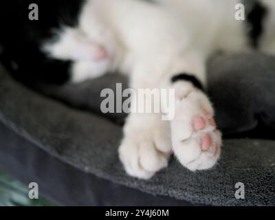 Gros plan de la patte d'un chat montrant de la fourrure blanche et des coussinets roses Banque D'Images