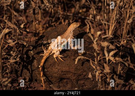 Lézard commun mâle tacheté sur un rocher au parc régional de Lake Pleasant dans le désert de l'Arizona. Banque D'Images