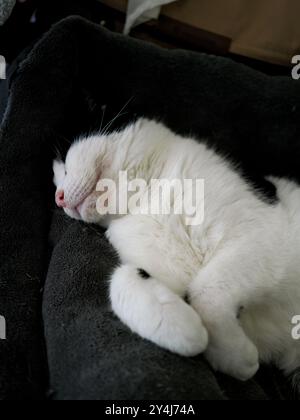 Un chat blanc et noir mignon endormi sur son lit Banque D'Images