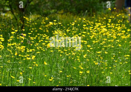 Une prairie pleine de papillons, ou ranoncule sauvage UK May Banque D'Images