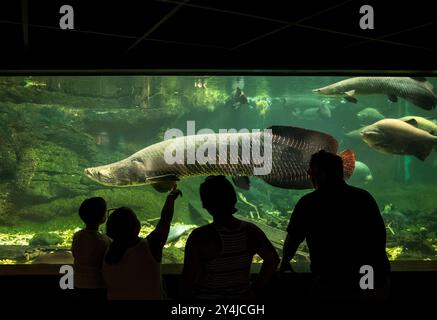 WASHINGTON DC, États-Unis — les visiteurs du zoo national regardent dans un grand réservoir d'eau douce abritant Arapaima et d'autres poissons amazoniens dans le bâtiment Amazonia. L'exposition présente la diversité de la vie aquatique de la rivière Amazone dans le zoo national Smithsonian de Washington DC. Banque D'Images