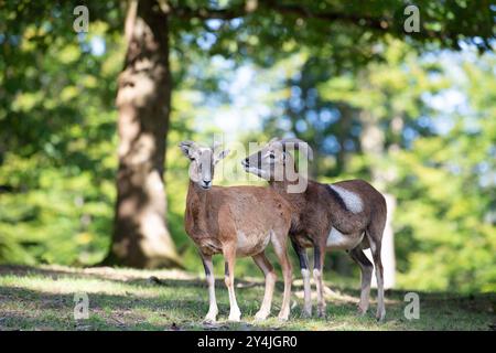 Mouflon avec bois dans la forêt, faune dans la forêt, Ovis gmelini animal, habitat de la faune, chèvre sauvage Banque D'Images