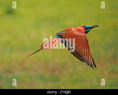 Mangeur d'abeilles carminées du nord (Merops Nubicus) en vol avec des ailes déployées et un insecte dans la bouche à Nyerere N P Tanzanie montrant un plumage métallique et des yeux rouges Banque D'Images
