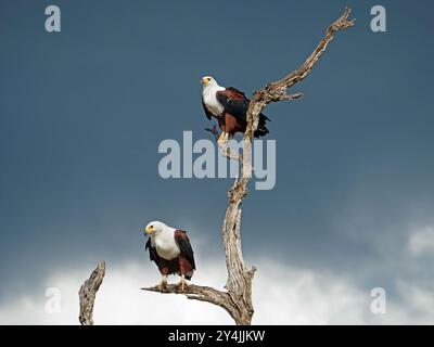 Paire d'aigle de poisson africain (Haliaeetus vocifer) assis sur un arbre mort avec un fond de ciel gris lourd au lac Manze Nyerere National Park, Tanzanie Banque D'Images