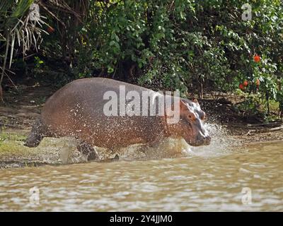 Hippopotame (Hippopotamus amphibius) avec des éclaboussures de museau lorsqu'il coule dans l'eau du lac Manze, parc national de Nyerere, Tanzanie Banque D'Images