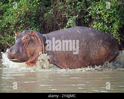 Hippopotame (Hippopotamus amphibius) avec des éclaboussures de museau lorsqu'il coule dans l'eau du lac Manze, parc national de Nyerere, Tanzanie Banque D'Images