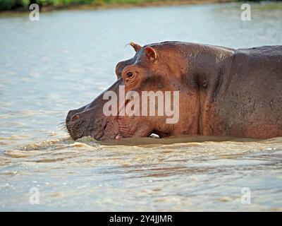 Hippopotame (Hippopotamus amphibius) avec des éclaboussures de museau lorsqu'il coule dans l'eau du lac Manze, parc national de Nyerere, Tanzanie Banque D'Images