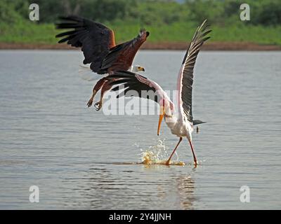 Cigogne à bec jaune (Mycteria ibis) attaquée par African Fish Eagle sur des proies de poisson-chat (perdues) dans le lac Manze, parc national de Nyerere, Tanzanie, Afrique Banque D'Images