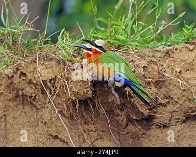 Paire de mangeurs d'abeilles à fronts blancs (Merops bullockoides) perchés côte à côte sur la racine exposée sur la falaise de boue dans le parc national de Nyerere, Tanzanie, Afrique Banque D'Images