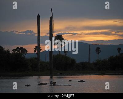 Lumière dorée du coucher de soleil sur le lac Manze, Nyerere NP Tanzanie - palmiers doum, harpon d'hippopotames et 2 aigles à poissons africains perchés au sommet de troncs d'arbres morts Banque D'Images