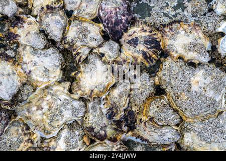 Huîtres et Barnacles sur une plage en Bretagne, France Banque D'Images