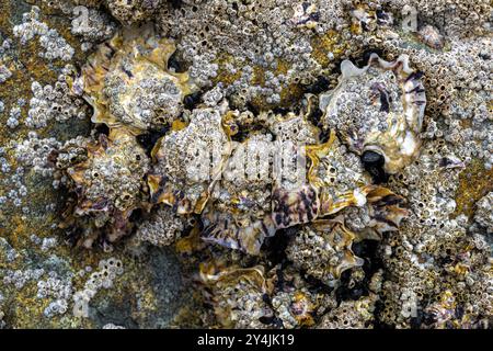 Huîtres et Barnacles sur une plage en Bretagne, France Banque D'Images