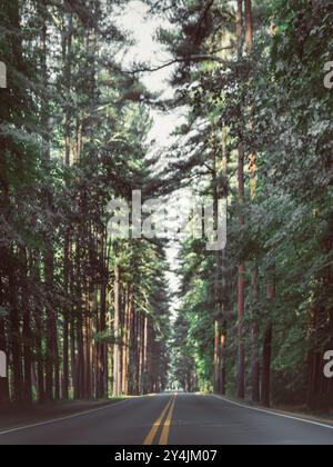 Avenue of Pines Treelinée Road à Saratoga Springs New York Banque D'Images