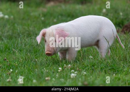 Portrait d'un porcelet britannique Landrace Banque D'Images