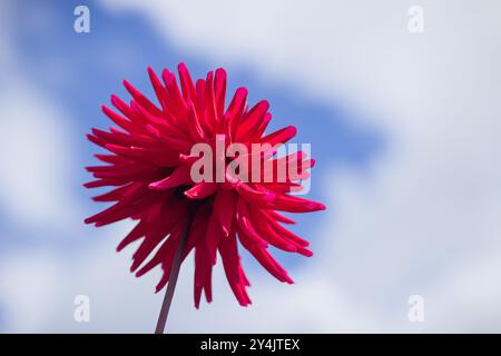 Dahlias coloré toutes les variétés Banque D'Images