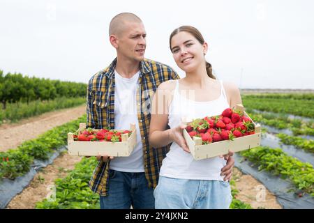 Couple tenant des caisses avec fraise sur le terrain Banque D'Images