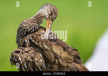 La limpkin prélevée (Aramus guarauna) à Alachua Sink le long de la Chua Trail au Paynes Prairie Preserve State Park à Gainesville, Floride. (ÉTATS-UNIS) Banque D'Images