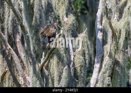 Limpkin (Aramus guarauna) perché sur une branche parmi la mousse espagnole à Alachua Sink le long de la Chua Trail à Paynes Prairie Preserve en Floride. Banque D'Images