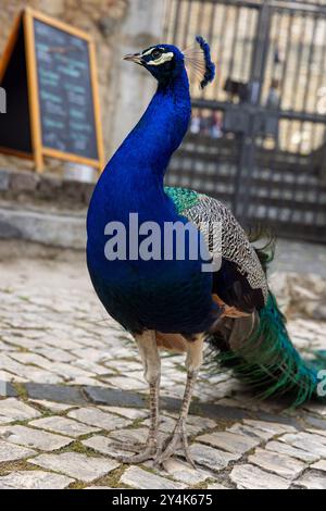 Les paons errent librement dans le quartier Alfama de Lisbonne, au Portugal Banque D'Images