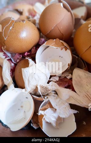 Coquilles d'œufs de poule collectées à des fins d'engrais Banque D'Images