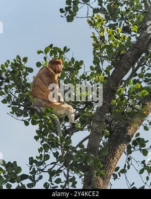 Gros plan d'un singe proboscis, primate unique endémique de Bornéo. Le singe est vu grignoter sur une feuille alors qu'il est perché sur un mangrove. Banque D'Images