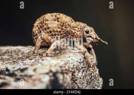 Charançon brun avec un exosquelette texturé perché sur bois, présentant des détails complexes et une texture rugueuse. Banque D'Images