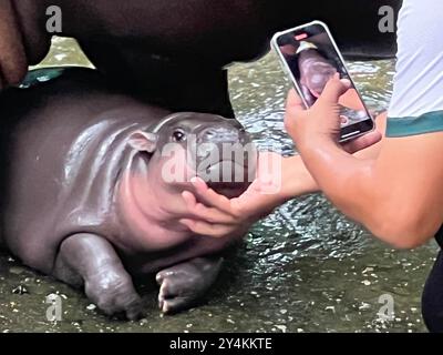 Bang Phra, Thaïlande. 18 septembre 2024. Moo Deng, hippopotame pygmée de deux mois, avec son gardien au zoo ouvert de Khao Kheow. Le mignon petit hippopotame est devenu une sensation sur Internet en Thaïlande et dans d'autres pays asiatiques en raison de ses visages drôles. Le nombre de visiteurs du zoo a doublé depuis sa naissance en juillet. Crédit : Carola Frentzen/dpa/Alamy Live News Banque D'Images