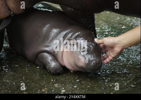 Bang Phra, Thaïlande. 18 septembre 2024. Moo Deng, un hippopotame pygmée de deux mois, est vu dans un enclos au zoo ouvert de Khao Kheow. Le mignon petit hippopotame est devenu une sensation sur Internet en Thaïlande et dans d'autres pays asiatiques. Le nombre de visiteurs du zoo a doublé depuis sa naissance en juillet. Crédit : Carola Frentzen/dpa/Alamy Live News Banque D'Images