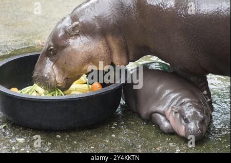 Bang Phra, Thaïlande. 18 septembre 2024. Moo Deng, une hippopotame pygmée de deux mois, est vue avec sa mère Jona dans un enclos au zoo ouvert de Khao Kheow. Le mignon petit hippopotame est devenu une sensation sur Internet en Thaïlande et dans d'autres pays asiatiques. Le nombre de visiteurs du zoo a doublé depuis sa naissance en juillet. Crédit : Carola Frentzen/dpa/Alamy Live News Banque D'Images