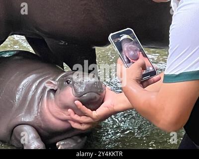 Bang Phra, Thaïlande. 18 septembre 2024. Moo Deng, hippopotame pygmée de deux mois, avec son gardien au zoo ouvert de Khao Kheow. Le mignon petit hippopotame est devenu une sensation sur Internet en Thaïlande et dans d'autres pays asiatiques en raison de ses visages drôles. Le nombre de visiteurs du zoo a doublé depuis sa naissance en juillet. Crédit : Carola Frentzen/dpa/Alamy Live News Banque D'Images