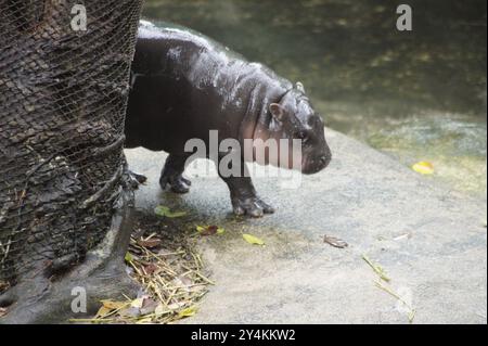 Bang Phra, Thaïlande. 18 septembre 2024. Moo Deng, un hippopotame pygmée de deux mois, est vu dans un enclos au zoo ouvert de Khao Kheow. Le mignon petit hippopotame est devenu une sensation sur Internet en Thaïlande et dans d'autres pays asiatiques. Le nombre de visiteurs du zoo a doublé depuis sa naissance en juillet. Crédit : Carola Frentzen/dpa/Alamy Live News Banque D'Images