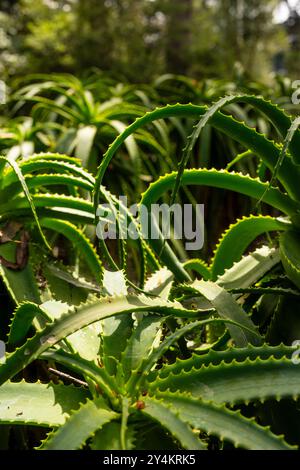 aloe arborescens candélabre Banque D'Images