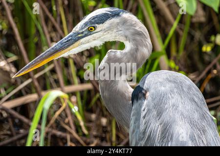 Gros plan d'un grand héron bleu (Ardea herodias) dans son habitat naturel de terres humides le long de Lake Apopka Wildlife Drive près d'Orlando, en Floride. (ÉTATS-UNIS) Banque D'Images