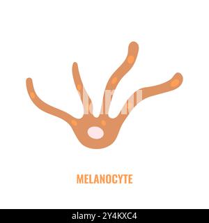 Biologie des mélanocytes et diagramme de pigmentation du teint Illustration de Vecteur