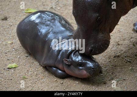 Chonburi, Deng. 10 juillet 2024. 'Moo Deng' est vue avec sa mère Jona au zoo ouvert de Khao Kheow dans la province de Chonburi, Thaïlande, le 18 septembre 2024. La nouvelle star du zoo ouvert de Khao Kheow, un hippopotame nain femelle nommé 'Moo Deng', qui signifie 'porc gonflable', est née le 10 juillet 2024. Elle est devenue virale sur les médias sociaux récemment pour son look mignon et son ambiance énergique. Crédit : Rachen Sageamsak/Xinhua/Alamy Live News Banque D'Images