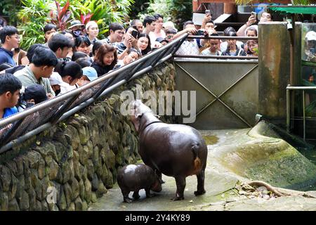 Chonburi, Deng. 10 juillet 2024. 'Moo Deng' est vue avec sa mère Jona au zoo ouvert de Khao Kheow dans la province de Chonburi, Thaïlande, le 18 septembre 2024. La nouvelle star du zoo ouvert de Khao Kheow, un hippopotame nain femelle nommé 'Moo Deng', qui signifie 'porc gonflable', est née le 10 juillet 2024. Elle est devenue virale sur les médias sociaux récemment pour son look mignon et son ambiance énergique. Crédit : Rachen Sageamsak/Xinhua/Alamy Live News Banque D'Images