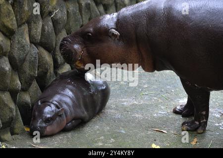 Chonburi, Deng. 10 juillet 2024. 'Moo Deng' est vue avec sa mère Jona au zoo ouvert de Khao Kheow dans la province de Chonburi, Thaïlande, le 18 septembre 2024. La nouvelle star du zoo ouvert de Khao Kheow, un hippopotame nain femelle nommé 'Moo Deng', qui signifie 'porc gonflable', est née le 10 juillet 2024. Elle est devenue virale sur les médias sociaux récemment pour son look mignon et son ambiance énergique. Crédit : Rachen Sageamsak/Xinhua/Alamy Live News Banque D'Images