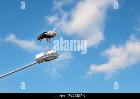 cigogne sur le lampadaire avec un ciel bleu légèrement nuageux derrière Banque D'Images