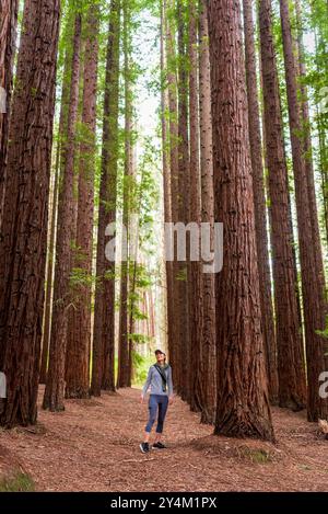 Journée amusante - randonnée dans la forêt californienne de séquoias, Warburton, Victoria, Australie Banque D'Images