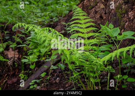 Dryopteris dilatata, ou large fougère-boulier, est une fougère robuste aux frondes vert foncé finement divisées. Il prospère dans l'ombre et le sol humide, ajoutant te luxuriant Banque D'Images