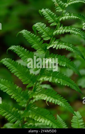 Dryopteris dilatata, ou large fougère-boulier, est une fougère robuste aux frondes vert foncé finement divisées. Il prospère dans l'ombre et le sol humide, ajoutant te luxuriant Banque D'Images