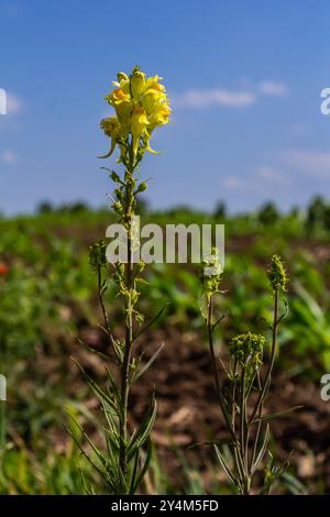 La graine de lin ou sauvage snapdragon Linaria vulgaris est une herbe médicinale. Inflorescence des fleurs sauvages. Banque D'Images