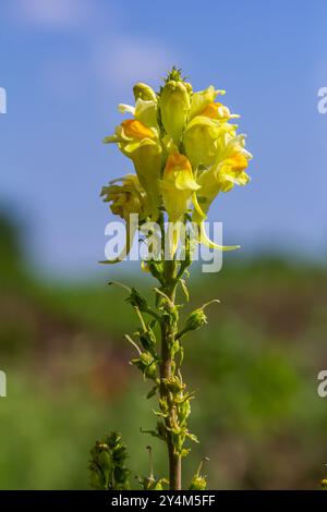 La graine de lin ou sauvage snapdragon Linaria vulgaris est une herbe médicinale. Inflorescence des fleurs sauvages. Banque D'Images