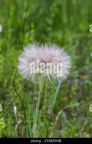 Barbe de Goatsbeard, Tragopogon pratensis, tête de fleur gros plan avec des graines de plumes et un fond flou de feuilles. Banque D'Images