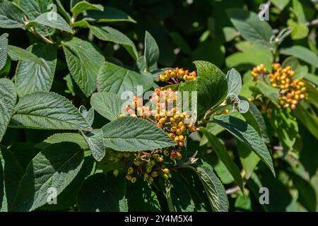 En été, le viburnum est un viburnum à feuilles entières les baies de Viburnum lantana mûrissent. Banque D'Images