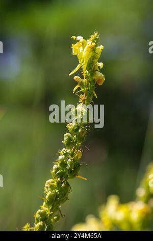 La graine de lin ou sauvage snapdragon Linaria vulgaris est une herbe médicinale. Inflorescence des fleurs sauvages. Banque D'Images