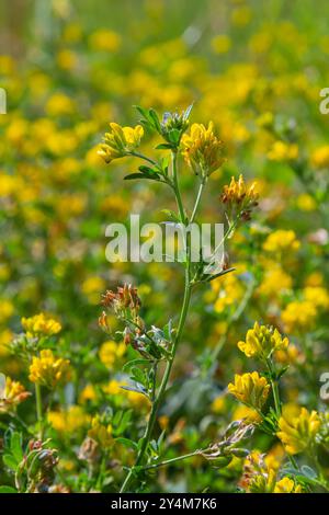 Medicago falcata, espèce végétale du genre Medicago. Il est originaire d'une grande partie de l'Europe et de l'Asie. Banque D'Images