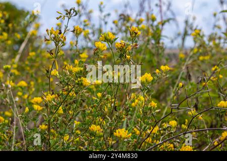 Medicago falcata, espèce végétale du genre Medicago. Il est originaire d'une grande partie de l'Europe et de l'Asie. Banque D'Images