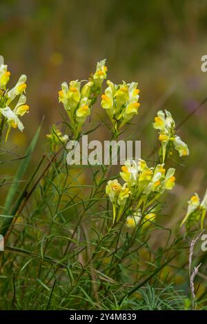 La graine de lin ou sauvage snapdragon Linaria vulgaris est une herbe médicinale. Inflorescence des fleurs sauvages. Banque D'Images