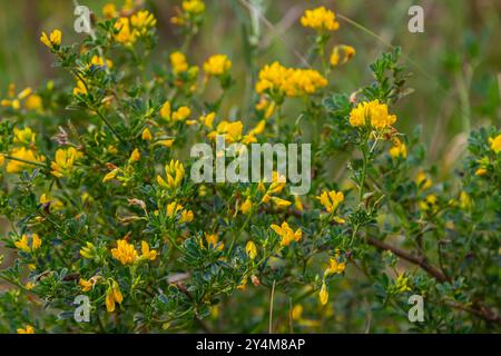 Medicago falcata, espèce végétale du genre Medicago. Il est originaire d'une grande partie de l'Europe et de l'Asie. Banque D'Images